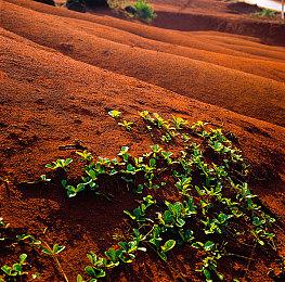 《牧场物语：橄榄镇》NS＆PC版免费更新上线 新任务事件登场